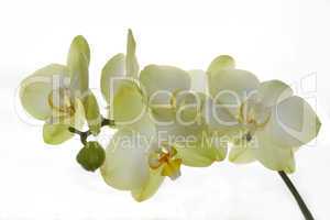 white orchid isolated