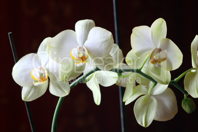 white orchid