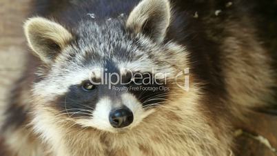 North american raccoon (Procyon lotor) extreme closeup