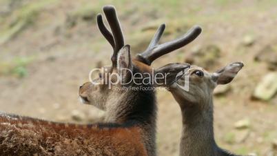 Couple of red deers pair grooming closeup