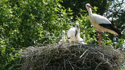 White stork (ciconia ciconia) family in nest