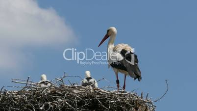 Young storks and adult stork in nest