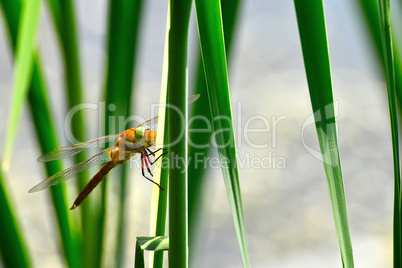 Dragonfly Sympetrum close-up sitting on the grass