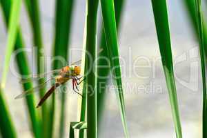 Dragonfly Sympetrum close-up sitting on the grass