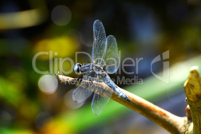 Dragonfly (Libellula depressa) close-up sitting on a branch