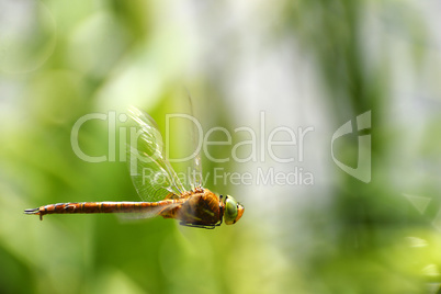 Dragonfly close-up in flight