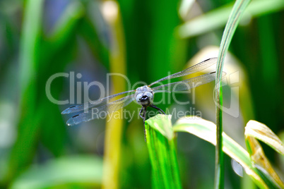 Dragonfly  (Libellula depressa) close-up looking at the camera