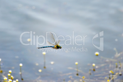 Dragonfly close-up flying over water