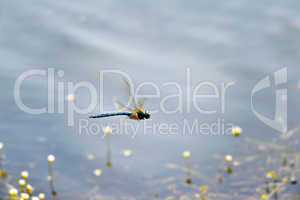 Dragonfly close-up flying over water