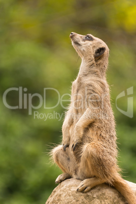 Slender-tailed meerkat sitting on rock looking up