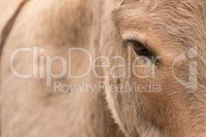 Close-up of head and flank of donkey