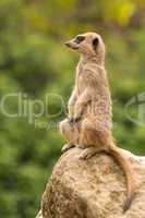 Slender-tailed meerkat sitting watchfully up on rock