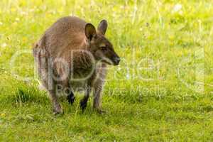Wallaby crouched on back legs in field