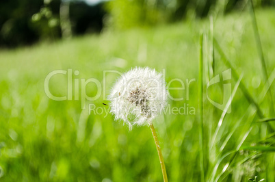 Spring dandelion