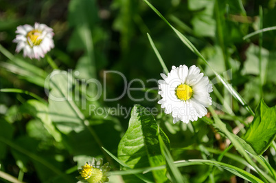 Daisy flower