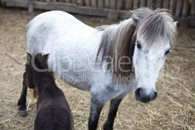 white and black pony foal