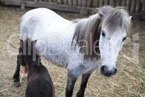 white and black pony foal
