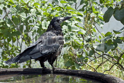 black raven close-up