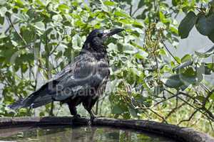 black raven close-up