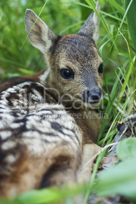 fawn in the wild
