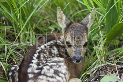 fawn in the wild