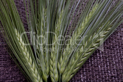 spikes and bread