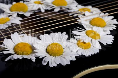 guitar and daisy flowers