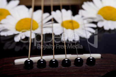 guitar and daisy flowers