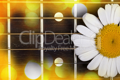 guitar and daisy flowers