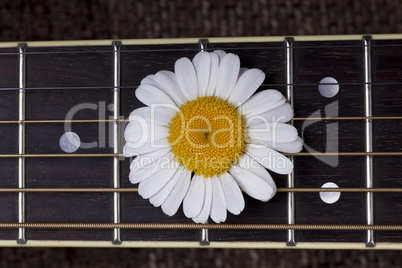 guitar and daisy flowers