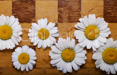 Abstract flowers chessboard