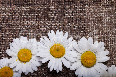 abstract daisy on brown textured fabric