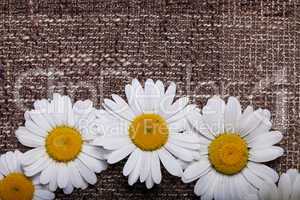 abstract daisy on brown textured fabric