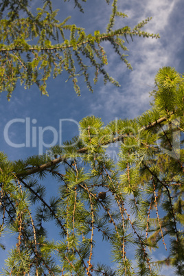 branches of pine tree against clear blue sky