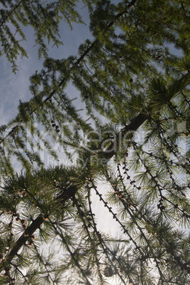 brаnches of pine tree against clear blue sky