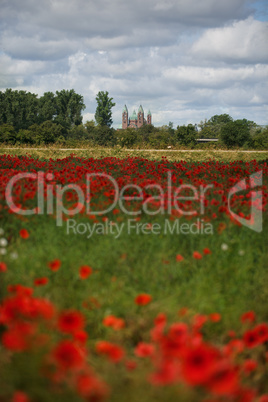 Feld mit Mohnblumen und Kaiserdem zu Speyer