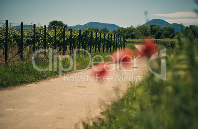 Mohnblumen im Weinberg