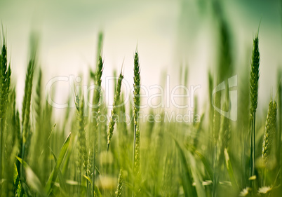 Weizenfeld im Fruehling mit Mohnblumen