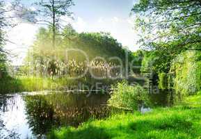 Dry reeds on river