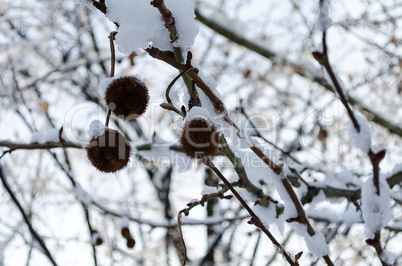 Frozen trees