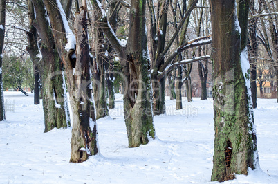 Trees with snow in winter park