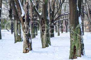 Trees with snow in winter park