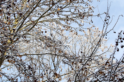 Frozen trees