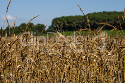 Weizenfeld in Sommer