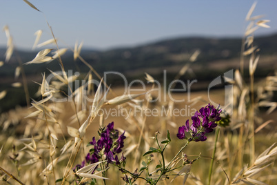 Ackerfelder in Sommer