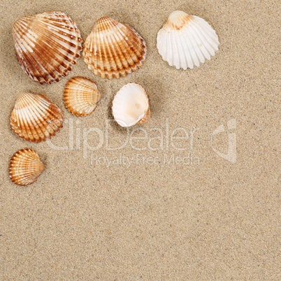 Strandszene im Urlaub Sommer mit Muscheln Strand und Textfreirau