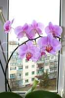 Fine branch of the blossoming pink orchid