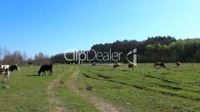 cows on the pasture