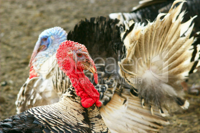 Turkey close-up