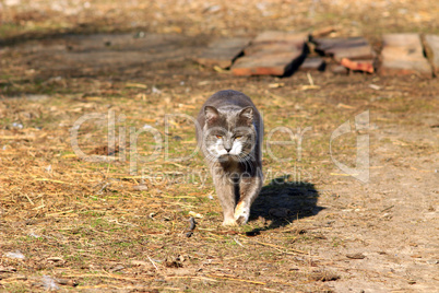 rural cat going for a walk